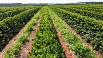 Campo Verde Agronegóciosparticipa do dia de Campo Agricultura 4.0